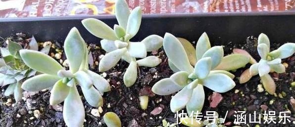 徒长|多肉徒长、叶片又肥又大该怎么解决2步操作,让它过夏就变美