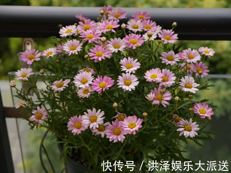 盆栽|喜欢养菊不如养盆“葡萄冰山”,株型饱满,花大色艳,适合盆栽养