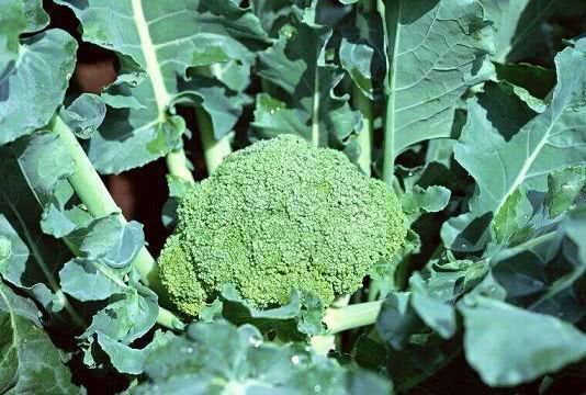 脂肪|西兰花加一宝,坚持一周,排出肝毒,脂肪也不见了,身体更棒!