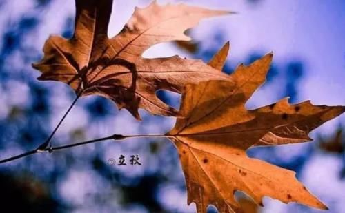 谷谷丁|明日立秋,忌食二瓜,多吃三宝,预防四种疾病,为过冬打好基础