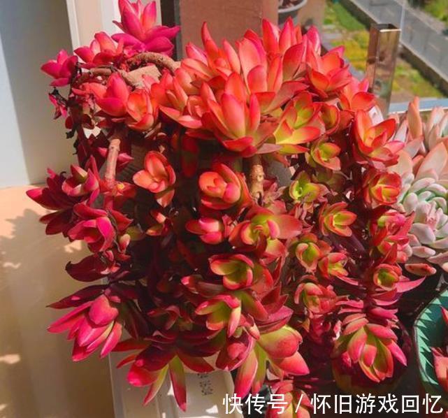 新手小白养多肉,6种品种随便一样,越冷状态越好看,值得拥有