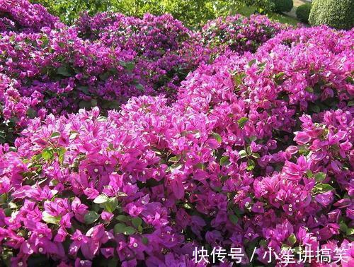 家里养三角梅，总是不开花掌握4个要点，花开不停，花色更艳