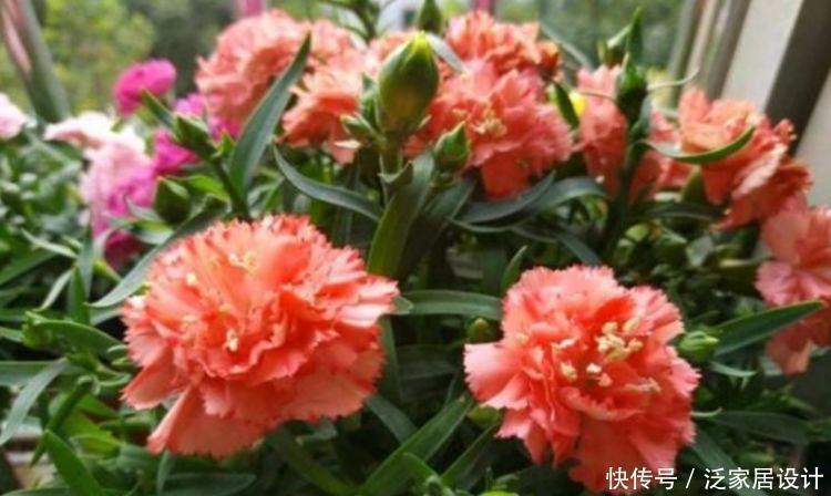 养花就养4种花,家里养一盆,花开富贵华丽,多姿多彩