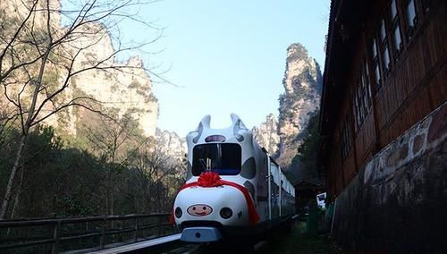 张家界十里画廊景区：坐牛车走牛运 迎牛年看牛景
