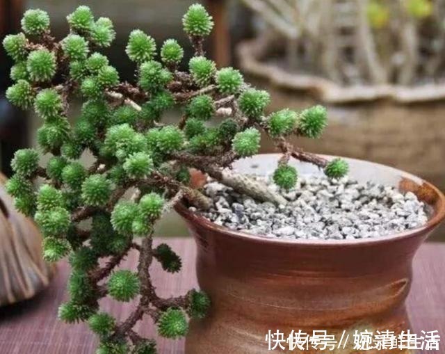 多肉植物|常见的4种多肉植物,也能养成漂亮的盆景,观赏效果更佳!