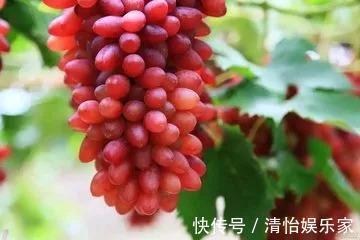 油炸食物|每吃一口都在催你老!有几种食物,是残忍的“衰老加速器”