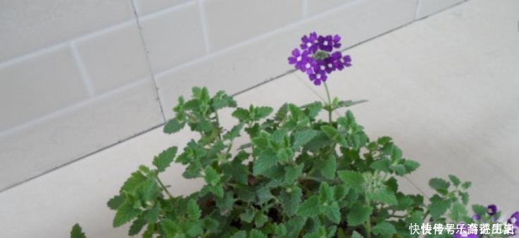 扦插|这3种花，再“便宜”都不要买了，只要一根“枝”，1盆变10盆