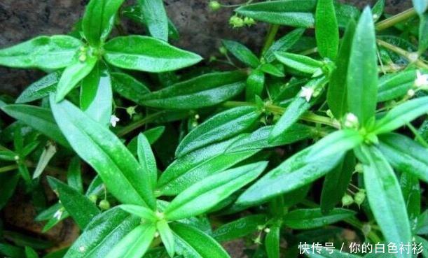 吃得起|湿气的克星“暴露”了,谁都能吃得起的湿气良药,还清理子宫细菌