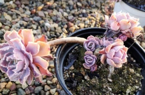 还在为多肉晚霞之舞是单头而操心?建议这样养,它就可以轻松爆盆