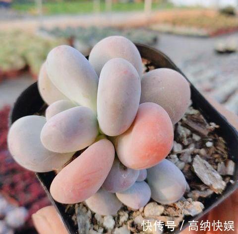 漂亮的多肉怎么养掌握“小技巧”,个个肥嘟嘟,状态美美哒