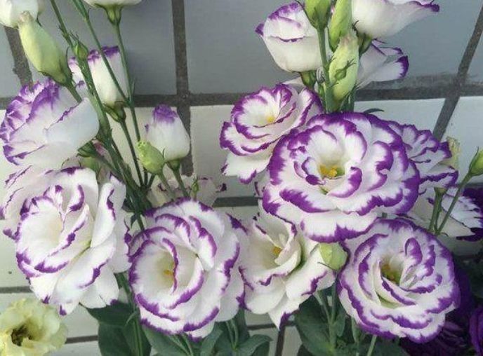 养花就养这几款,让空气变得清新自然,是净化空气的小能手