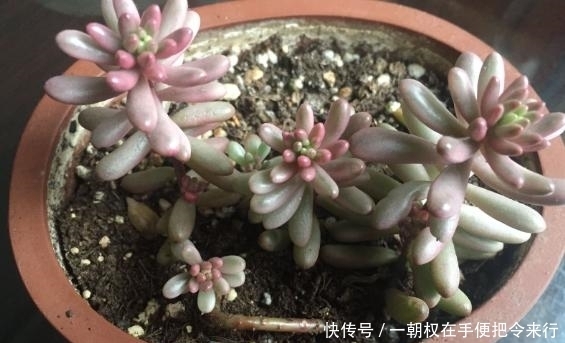  现象|冬季，多肉叶片干瘪？什么原因？摸清这些就有救了！