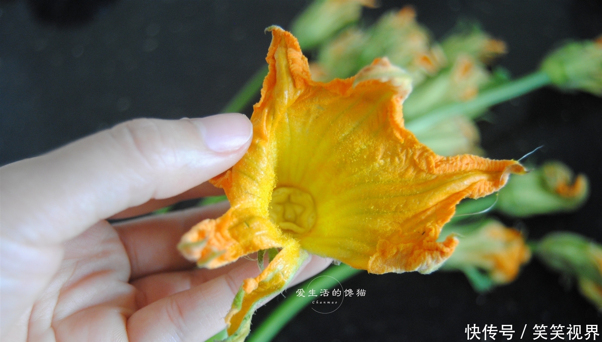 春季这菜最鲜嫩,开水煮一煮,鲜嫩爽滑,改善睡眠,一觉到天亮