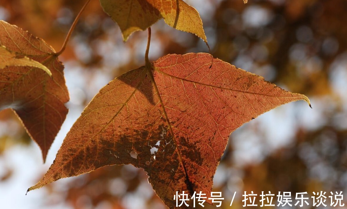 家里面几种垃圾不能扔，用来种花，是植物很好的肥料