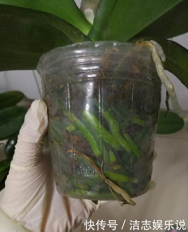 养护|烂根的蝴蝶兰别扔,学会这么做,猛窜花枝,年年都开花