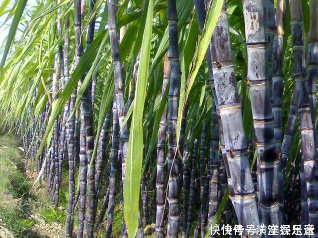 全球都有的水果,只有中国吃法最特别,老外纷纷表示佩服