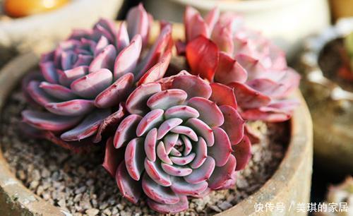 植物|多肉植物劳伦斯,好养又漂亮,易群生红彤彤,值得拥有!