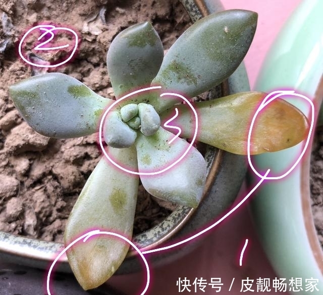 秋季养多肉爆盆技巧，不要犯了3个错，多肉长成大老桩