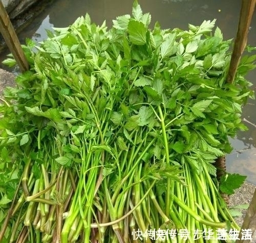 食用价值|1种长在水沟里的“野菜”,11月正鲜嫩,营养高摘来包饺子最好