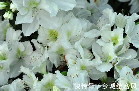 邂逅最美的杜鹃,这样养护花开更鲜艳