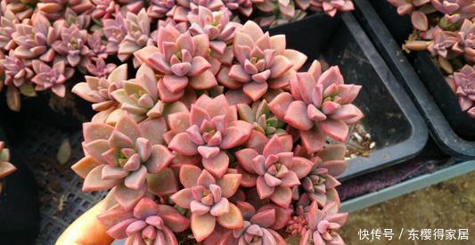 3种普货多肉,号称“爆盆小能手”,冬天冻一冻,养成群生肉墩子