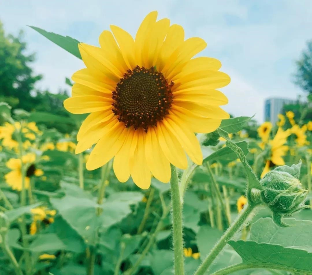 向日葵|在热闹的市中心，这片金黄灿烂的向日葵花海等你邂逅