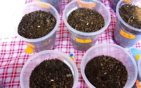  不用|天竺葵不用买，折一段枝就能开成花球！