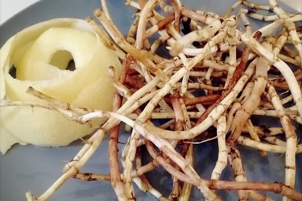 祛痰|百病由痰生,一道神奇的祛痰小食方,成功化掉全身上下的痰