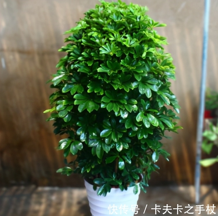 养鸭掌木也需要“技巧”,春天养护用对了,才能枝繁叶茂