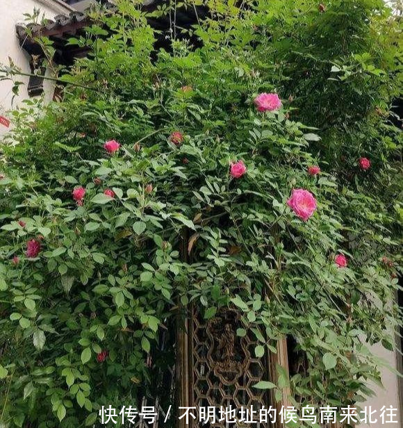 阳台变花园,8种花现在养,半个月就爆满阳台,长的飞快花也多