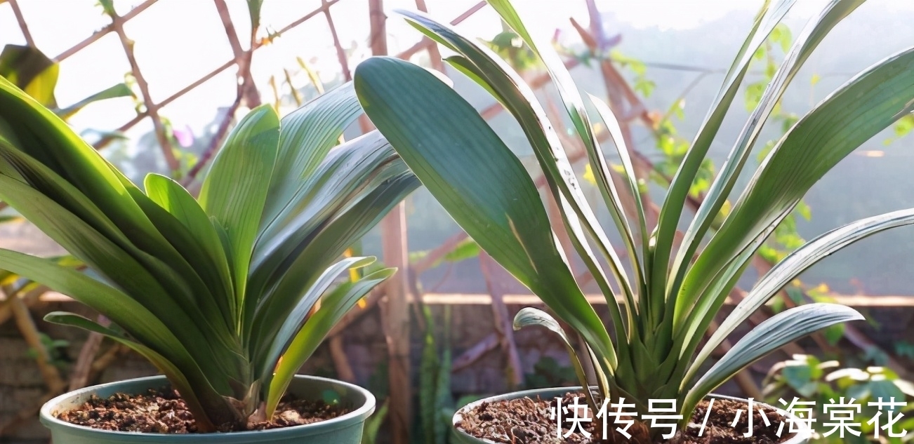 植物|这3样“养花水”,无论哪1种都制作简单,对植物健康有益