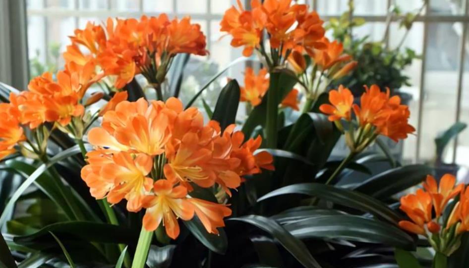 妙招|秋天养君子兰,教你几个小妙招,根系更健壮,新叶长得快