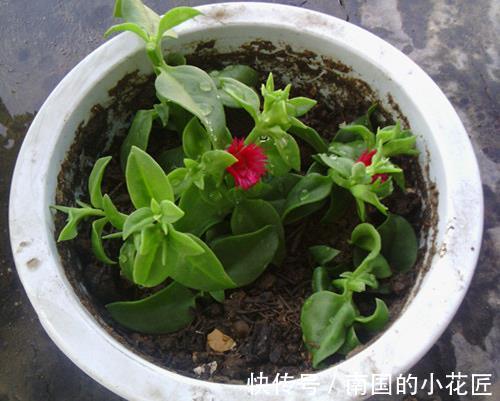 气生根|夏季也可以扦插繁殖的5种花,长根很快简单易活,由少变多