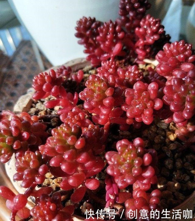 多肉植物|多肉不长个,三个“小动作”虐一虐,催出满头苞,养成多头小胖墩!