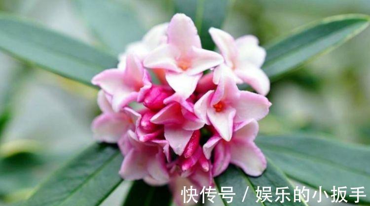 农历九月三十霜降后，养什么花？以下3种花，吉庆有余顺心如意