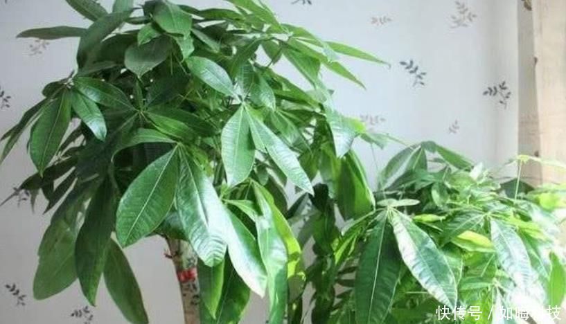 养花|养花就养3种花,家里养一盆,养眼上档次,四季常青!