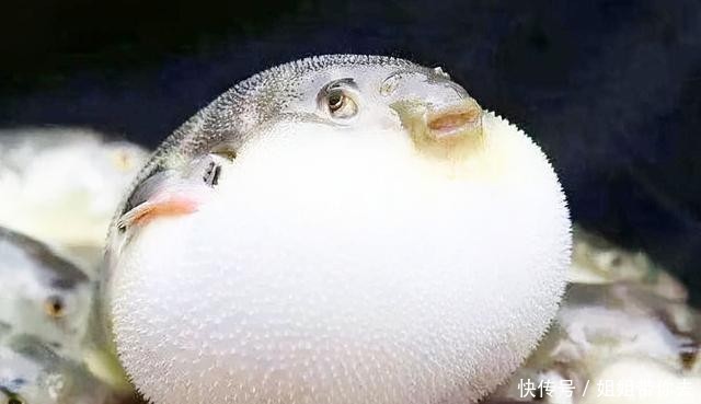 日本|俄罗斯有鱼子酱,法国有鹅肝,日本有和牛,那中国有什么顶尖食材