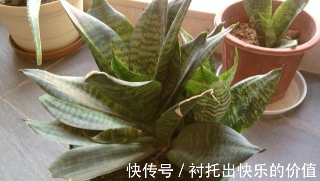 如果虎皮兰怎么都养不好,可能是这两点没做到位,快来收藏