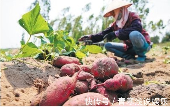 藤蔓|被誉“长寿食品”的红薯，减肥瘦身，只需四点，收获高产的红薯