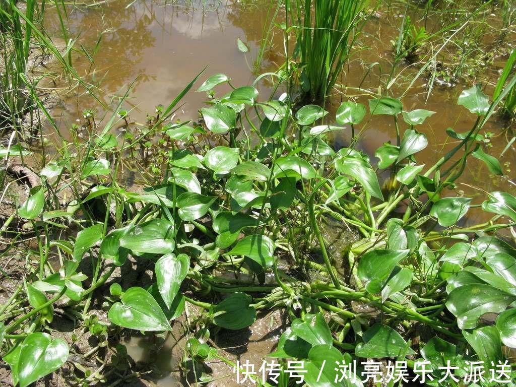 水田|水田边的一种“竹叶”,过去常用来喂猪,营养好,如今成稀罕野菜
