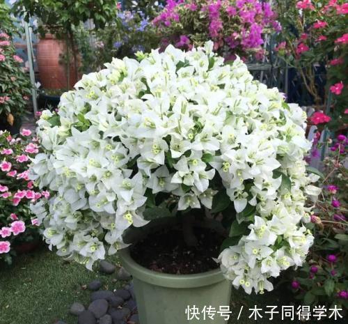 过冬|冬天养三角梅,了解掌握3个要点,安全过冬,长成繁花小老桩!