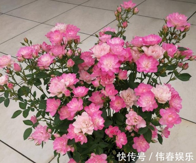 花期|阳台养这几朵花,花开不断,开花漂亮花期长,谁养谁喜欢