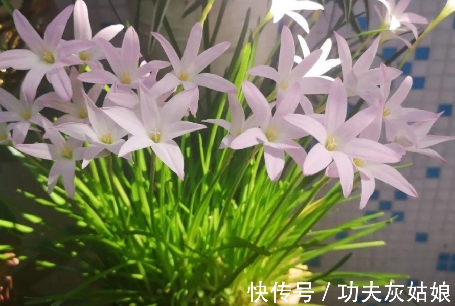 冬日给盆栽补水使用哪些溶液效果更好?这2样均比自来水合适阿