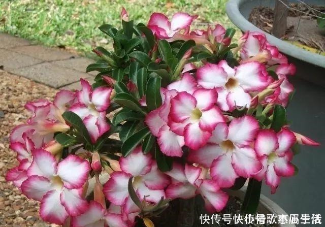 养花|阳台养花,就选这几种,一个月不浇水,也能打鸡血似的开满花!