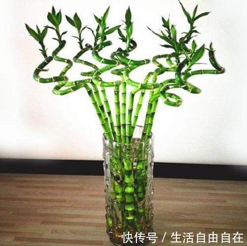 家里养花别瞎养2种花是大忌,6种花旺财还养人