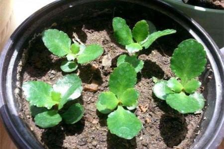 家有长寿花，还没“修剪”小心晚了时间，秋天不开花！