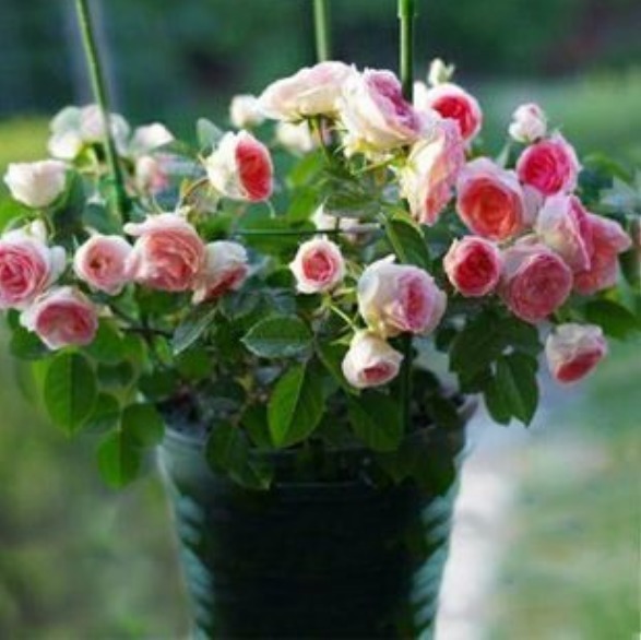 喜欢菊花，不如养盆“精品玫瑰”可爱多，开花丰满，高贵典雅