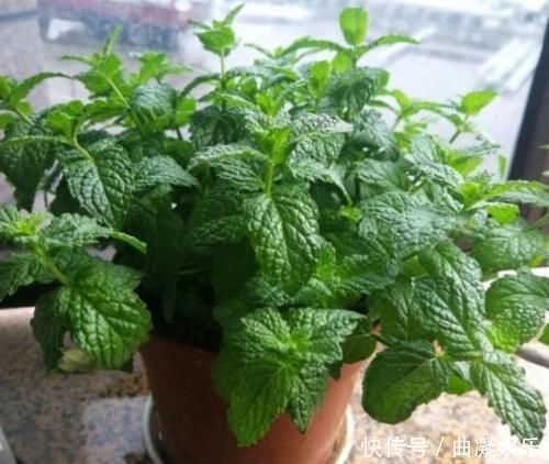 阳台适合养3种花,人养花,花也养人,解毒败火,家家必备!