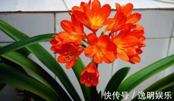 20cm|养君子兰，学会关键1招，叶片油绿，花开不停，一次开花几十朵！