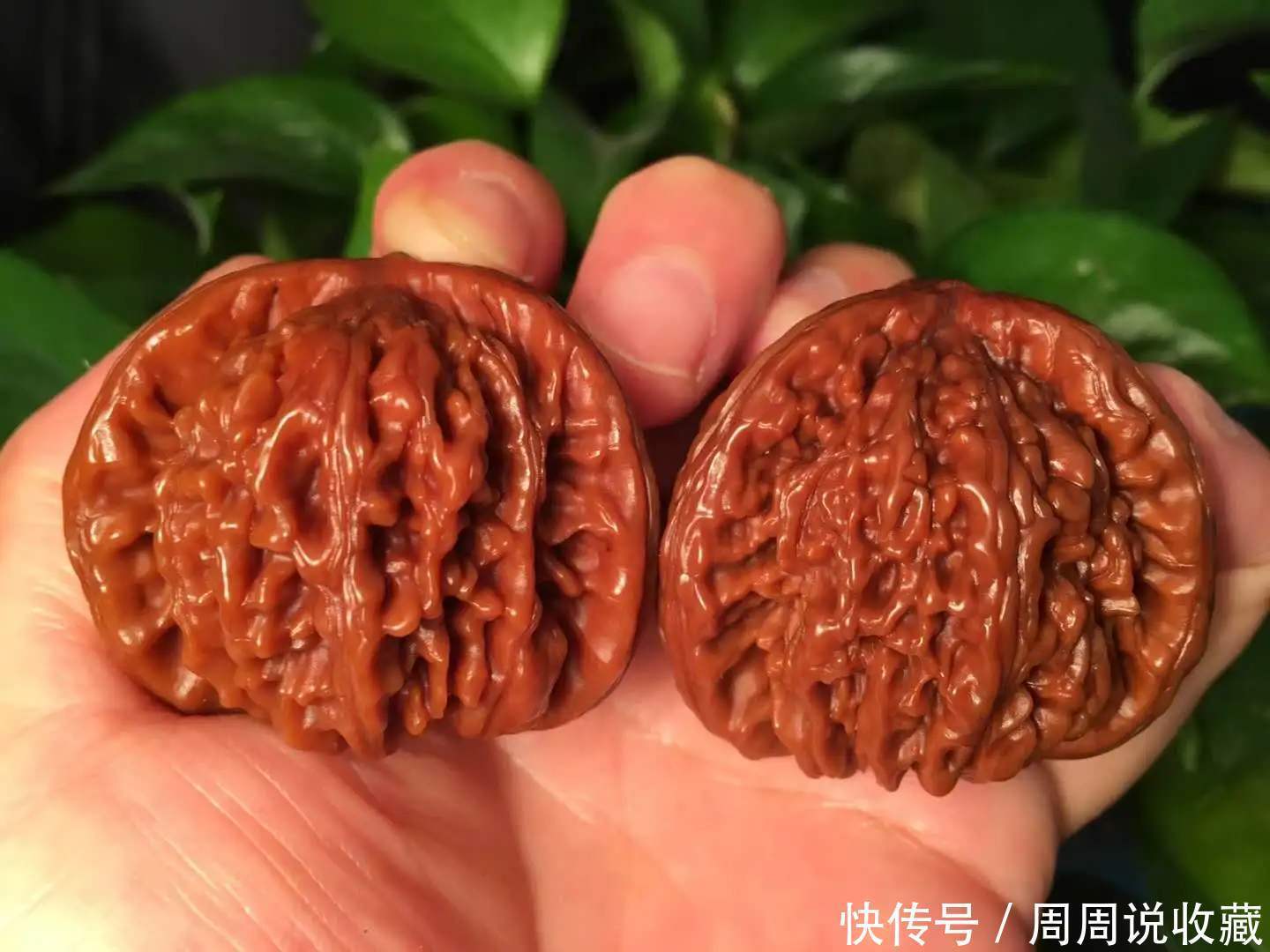 离核|文玩核桃的晃仁,离核,砂仁,分别是什么状态呢?